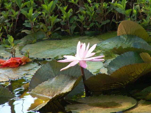 IMG_301.jpg  (49.0 Kb)