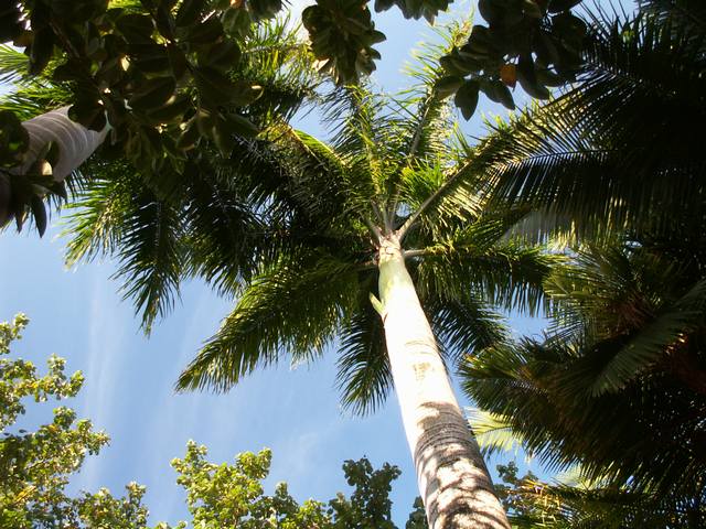 IMG_305.jpg  (75.5 Kb)