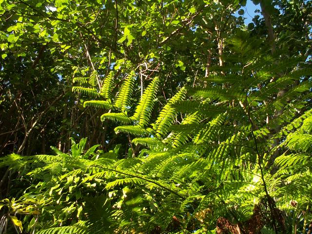 IMG_306.jpg  (105.6 Kb)