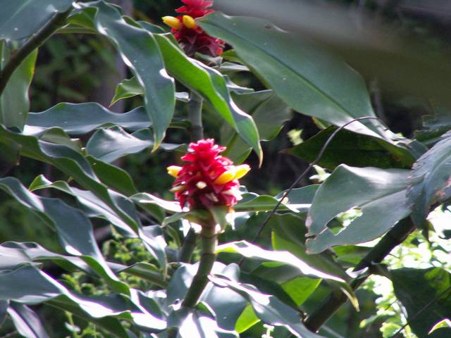 IMG_309.jpg  (49.3 Kb)