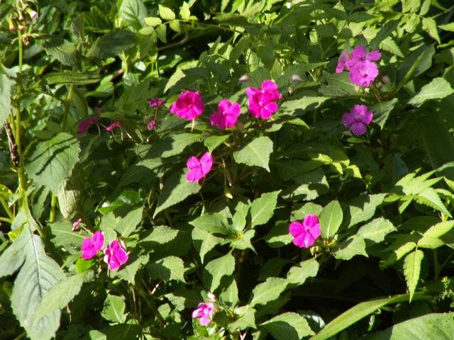 IMG_313.jpg  (65.8 Kb)