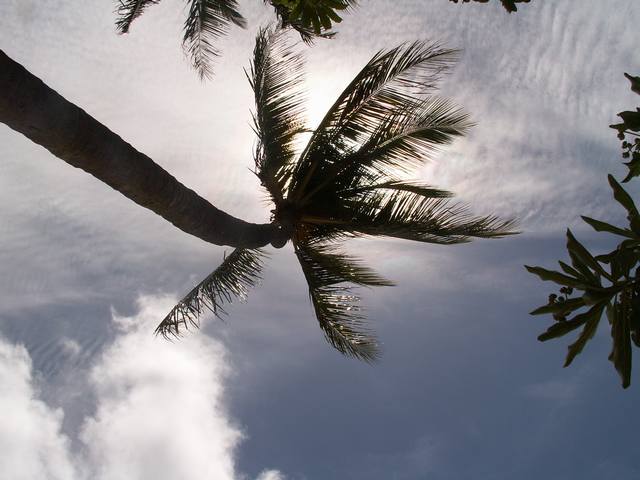 IMG_53.jpg  (39.2 Kb)