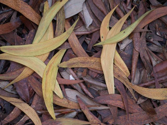 PICT1741.JPG  (56.0 Kb)