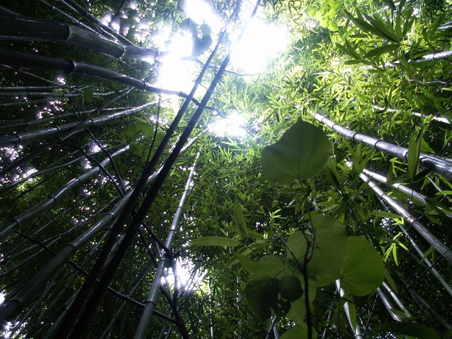 PICT1290.JPG  (142.0 Kb)