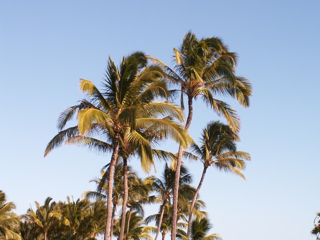 PICT1467.JPG  (85.0 Kb)