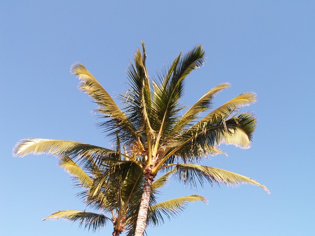 PICT1468.JPG  (77.5 Kb)