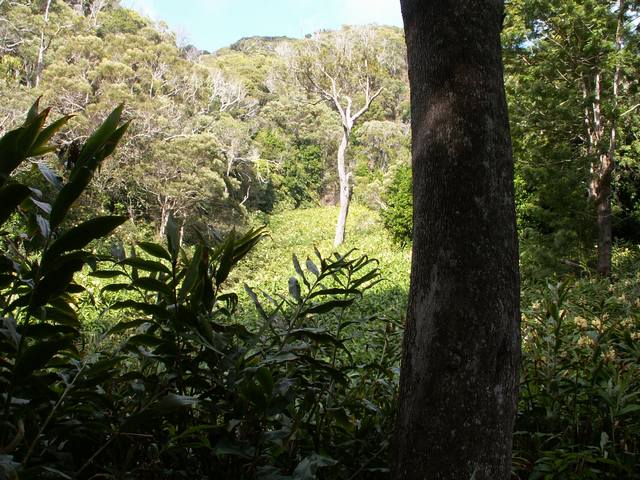 PICT1587.JPG  (76.4 Kb)