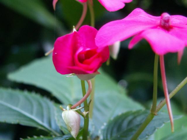 PICT1598.JPG  (27.6 Kb)