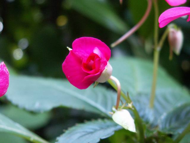 PICT1599.JPG  (26.4 Kb)