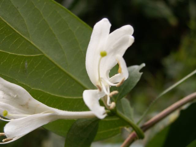 PICT1600.JPG  (24.4 Kb)