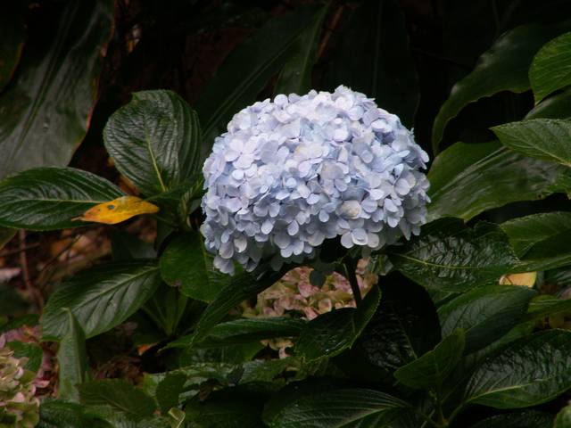 PICT1604.JPG  (41.3 Kb)