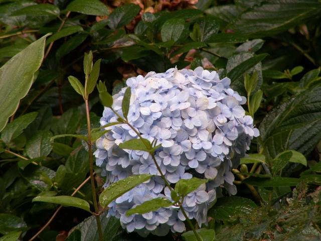 PICT1605.JPG  (50.9 Kb)