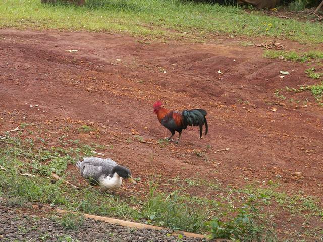 PICT1542.JPG  (80.2 Kb)