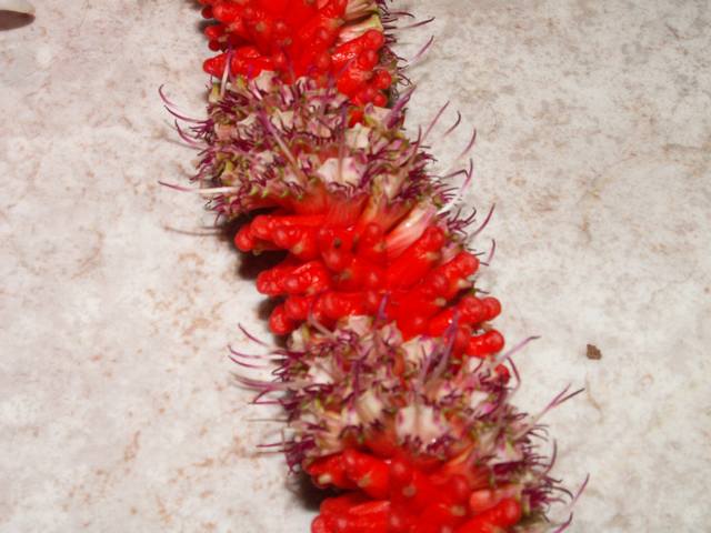 PICT1567.JPG  (42.4 Kb)