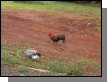 PICT1542.JPG  (80.2 Kb)